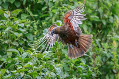 Zealandia-Natural-Reserve_Kaka__FocusFillWyIwLjA1IiwiLTAuMDkiLDUwNCwzNzhd