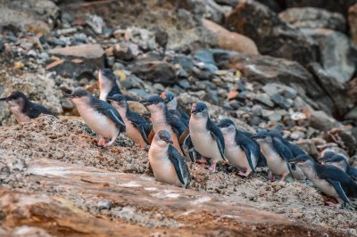 obpc-evening_from-premium_october-2020_cindy-mottelet_25